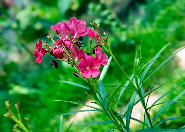 Hotel Dream Butterfly Garden Boutique Siem Reap