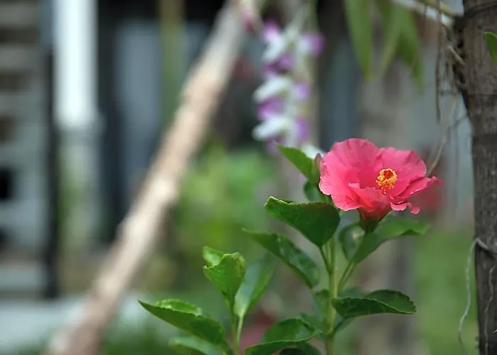 Hotel Dream Butterfly Garden Boutique