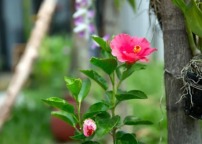 Hotel Dream Butterfly Garden Boutique
