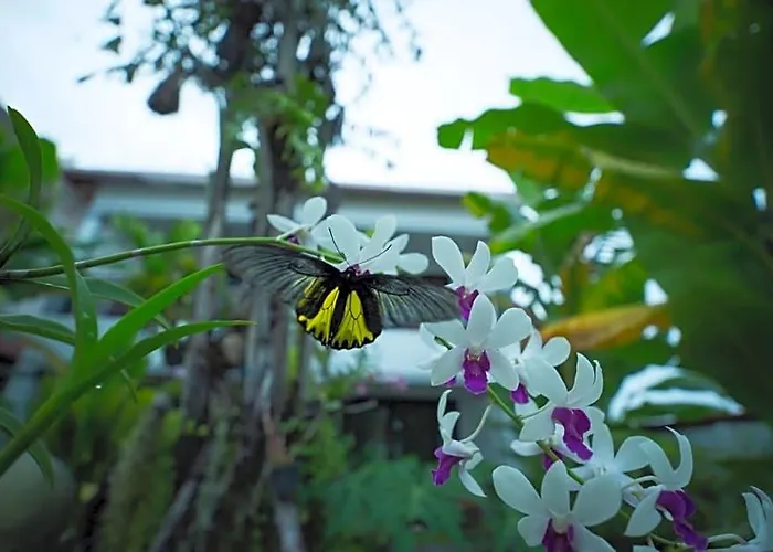 Dream Butterfly Garden Boutique Hotel