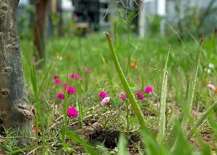 Dream Butterfly Garden Boutique Hotel 3*