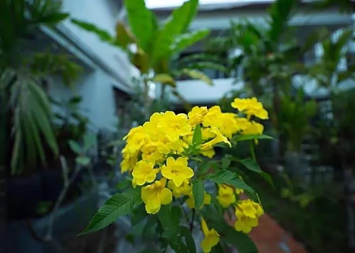 Dream Butterfly Garden Boutique Hotel 3*